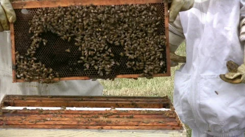 Bees Removing Frames Stock-Footage 484207