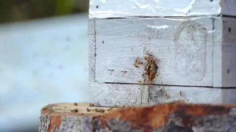Bees’ resilience and fragility of native ecosystems under pressure in Cerrado Stock Footage 317801253
