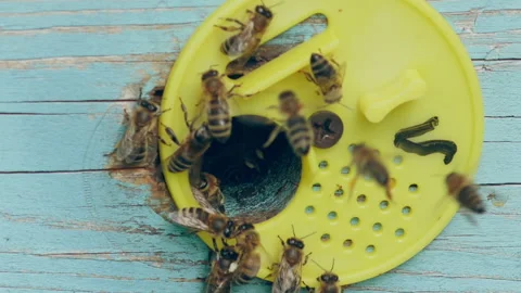 Bees return to bee hive after collecting nectar and pollen, Close-up view Stock Footage 201247815