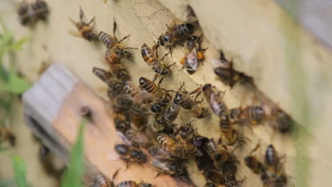 Bees return to the beehive Stock Footage 93196293