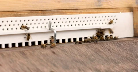 Bees return to the hive with nectar and pollen. Plastic entrance to the hive Stock Footage 247663059