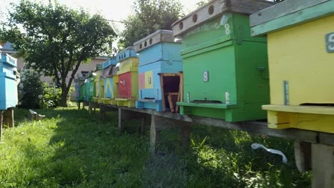 Bees Returning to Beehives - Tracking Shot Left Video stock 311755092