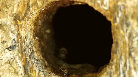 Bees returning to their hive Stock Footage 48360542