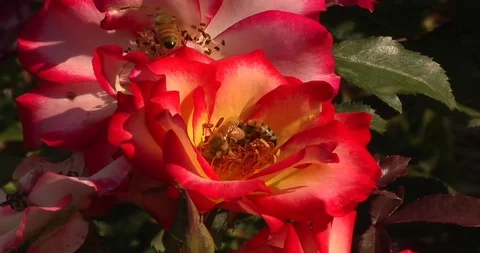 Bees in a Rose Stock Footage