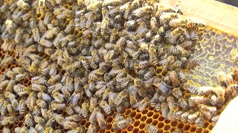 Bees. Roy. Profession. The beekeeper Stock Footage 61075484