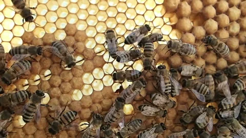 Bees running on the honeycomb Stock Footage 104720581