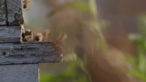 Bees in a rush Stock Footage 311323811