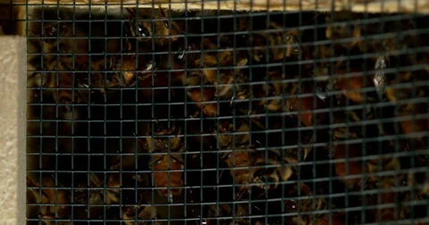Bees on Screen Door Closeup Stock Footage 77782823