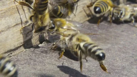Bees scuttling and flying around Stock Footage 84757714