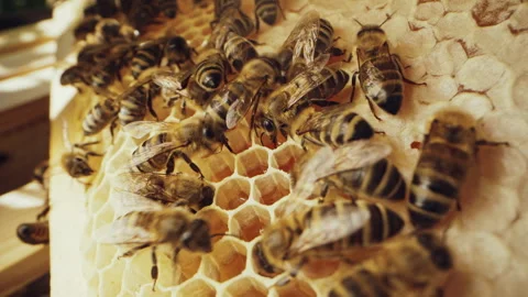 Bees Sealing Frame Honeycomb Apiary.Apis Mellifera Working.Organic Honey Concept 動画素材 278095539