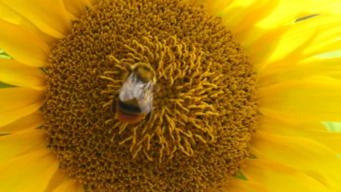 Bees in search for pollen on sunflower Stock Footage 162644505