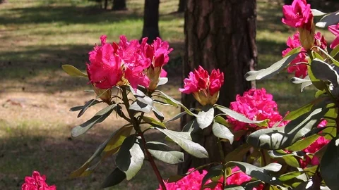 Bees searching for pollen in rhododendrons flowers Stock Footage