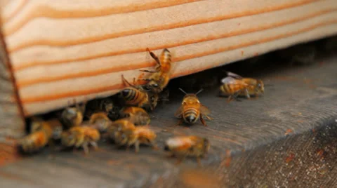 Bees Sequence Stock Footage 31869406