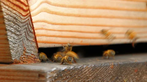 Bees Sequence Stock Footage 31869643