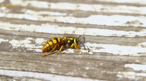 Bees Sequence Stock Footage 31869685