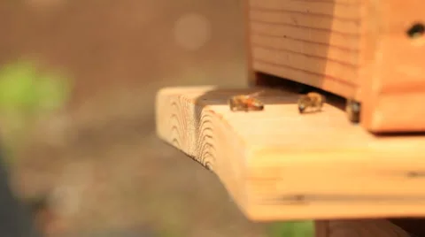 Bees Sequence Stock Footage 31869712