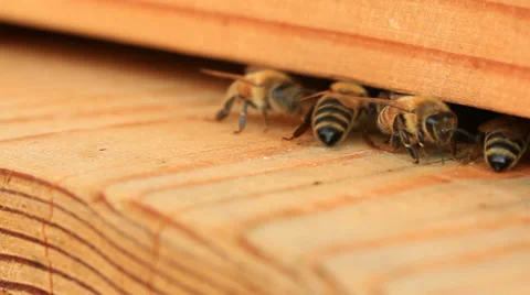 Bees Sequence Stock Footage 31870144