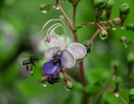 Bees sharing flower nectar. Stock Photos