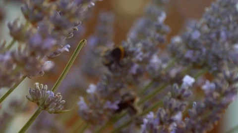 Bees sharing lavender sprigs Stock Footage 113145372