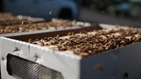 Bees in shipping boxes close up Видео 108478668