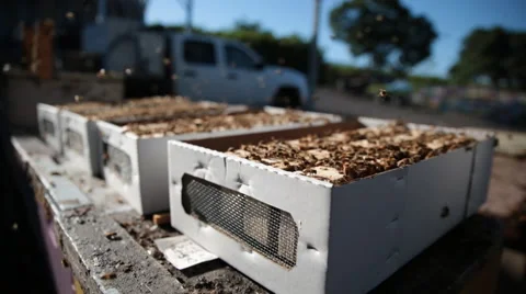 Bees shipping boxes Stock Footage 66242138