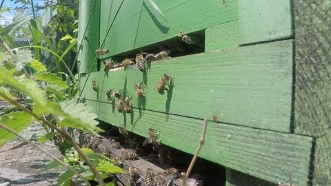 Bees on the side of the hive Stock Footage 151374643