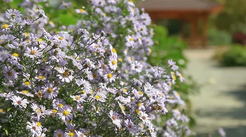 Bees sit on blue flowers Stock Footage 54359408