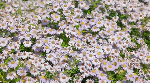 Bees sit on blue flowers Stock Footage 54359717