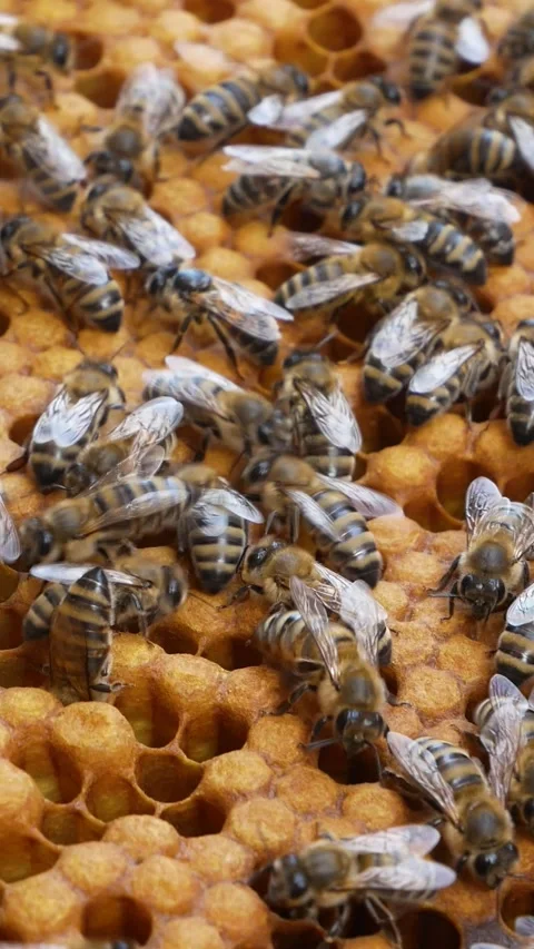 Bees sit on a frame, in the honeycombs of which freshly harvested honey shines. Stock Footage 314043943