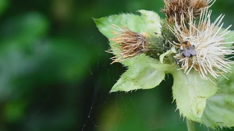 Bees sitting on green plants. Stock Footage 56689638