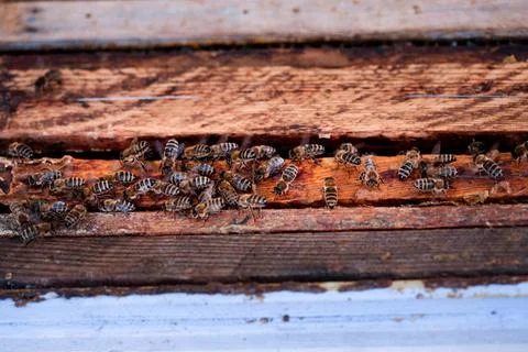 Bees sitting on hive Bees sitting on frames of honeycombs ,model released,... Stock Photos