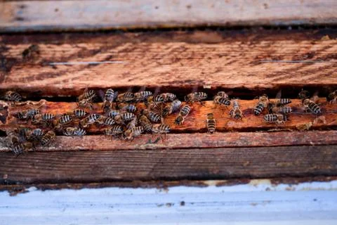 Bees sitting on hive Stock Photos