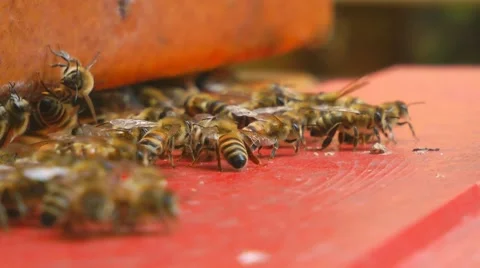 Bees sitting near bee-yard Stock Footage 7757490
