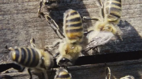 Bees sitting on wood Vídeos de archivo 84757557