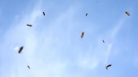 Bees in Sky slow Motion Stock Footage 105921796