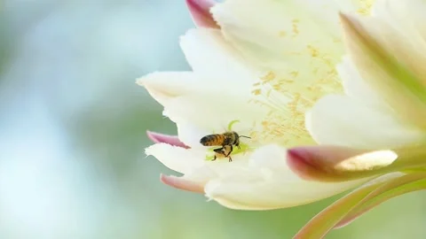 BEES SLO MO 1080 Stock Footage 146470489