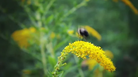 Bees slo mo Stock Footage 912485