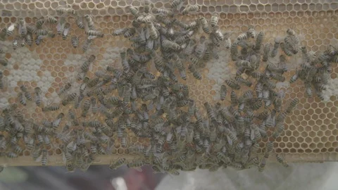 Bees Slomo CU Stock Footage 102325959