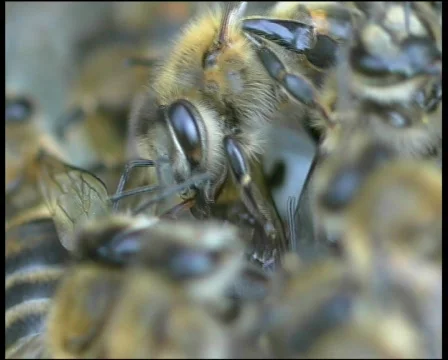 Bees. Сlose up Видео 569038