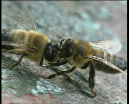 Bees. Сlose up Vídeo Stock 569285