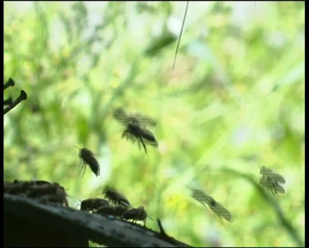 Bees. Сlose up Stock Footage 569332