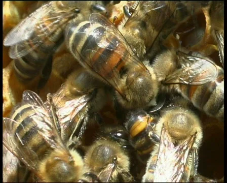Bees. Сlose up Vídeos de archivo 571520