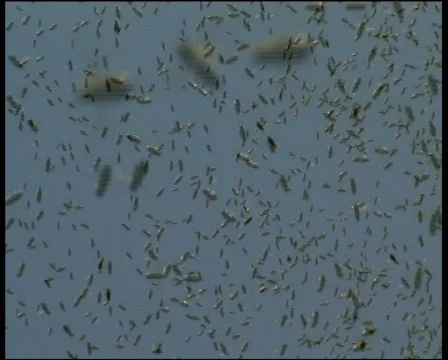 Bees. Сlose up Видео 571524