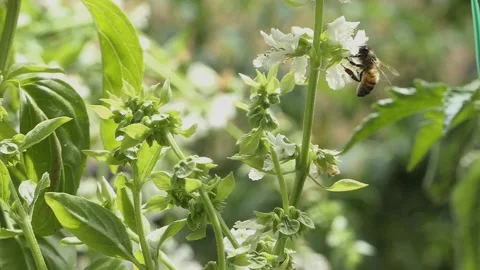 BEES SLOW MOTION FLYING WITH POLLEN Stockbeeldmateriaal 206835733