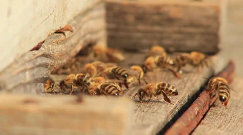 Bees Slow Motion Stock Footage 31291768