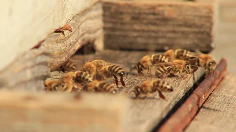 Bees Slow Motion Stock Footage 31292598