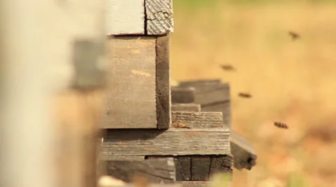 Bees Slow Motion Stock Footage 31294584