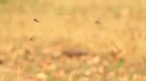 Bees Slow Motion Stock Footage 31296038