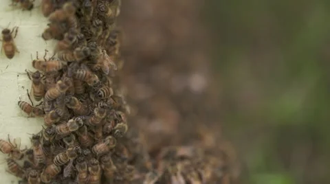 Bees in slow motion Vidéo 56917808
