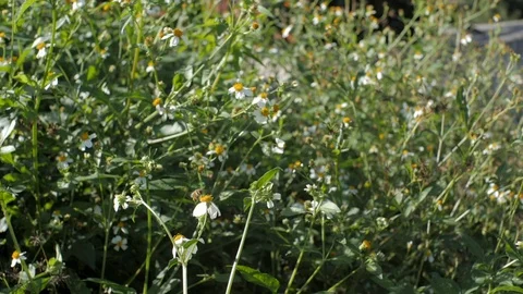 Bees in Slow Motion Stock Footage 98267934